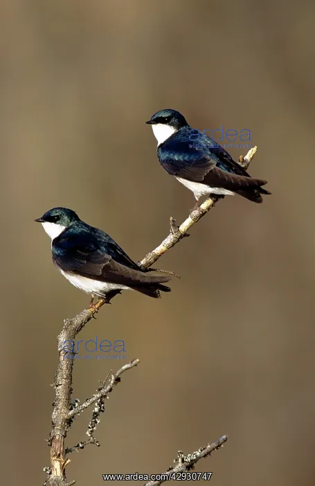 : Tree Swallows : Tree Swallows