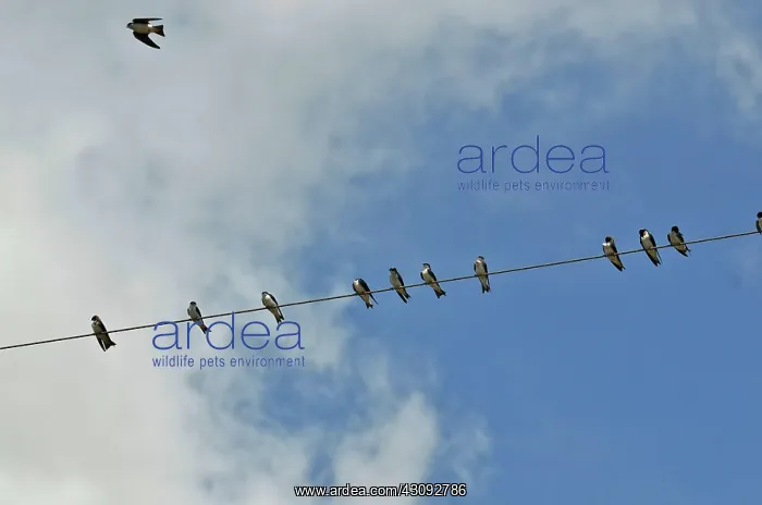 : Tree Swallows : Tree Swallows