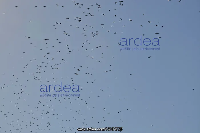 : Tree Swallows : Tree Swallows