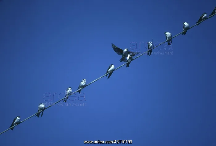 : Tree Swallows : Tree Swallows