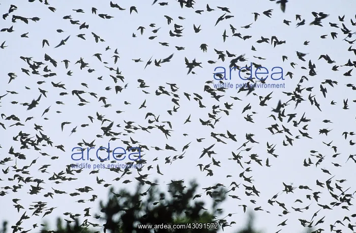 : Tree Swallows in Flight : Tree Swallows in Flight