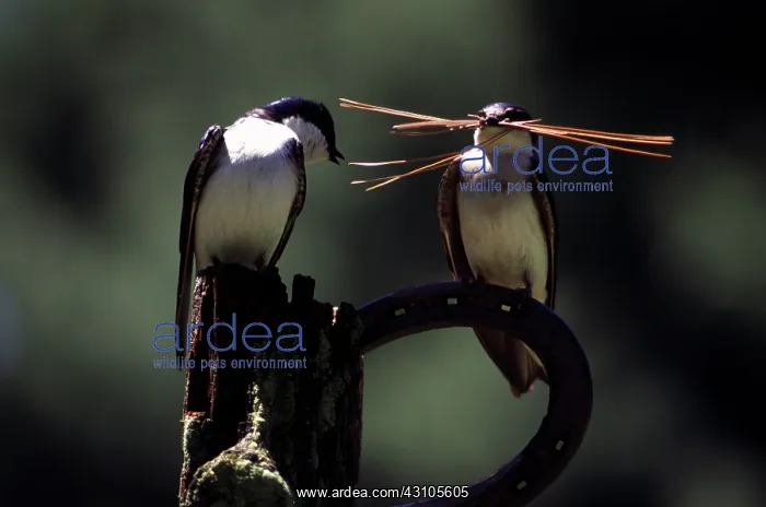 : Tree Swallows with nesting material : Tree Swallows with nesting material