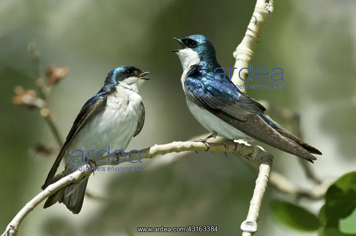 : Tree Swallows Singing : Tree Swallows Singing