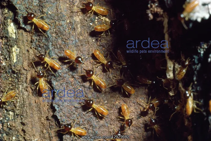  : Tree Termite