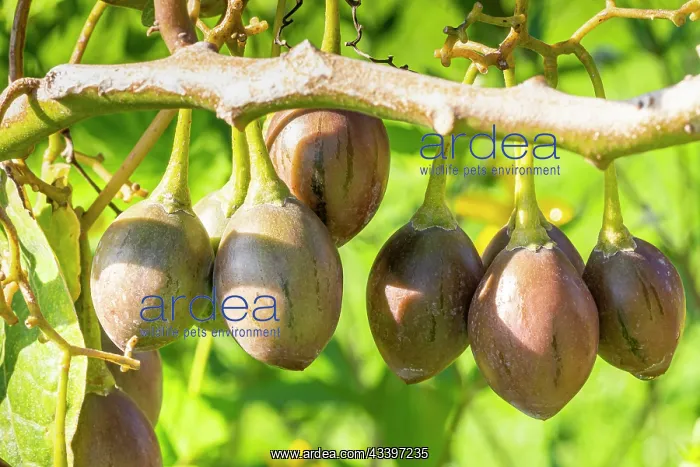 : Tree Tomato, Tamarillo, Cyphomandra betaceum, fruits : Tree Tomato, Tamarillo, Cyphomandra betaceum, fruits
