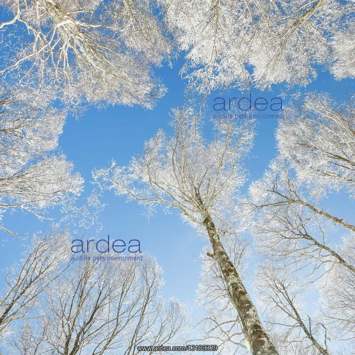 : Tree tops of deep snow covered beech forest against : Tree tops of deep snow covered beech forest against