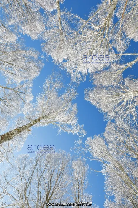 : Tree tops of deep snow covered beech forest against : Tree tops of deep snow covered beech forest against