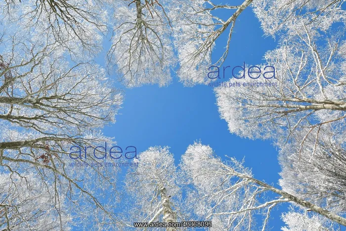 : Tree tops of deep snow covered beech forest against : Tree tops of deep snow covered beech forest against
