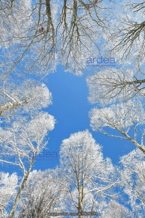 : Tree tops of deep snow covered beech forest against : Tree tops of deep snow covered beech forest against