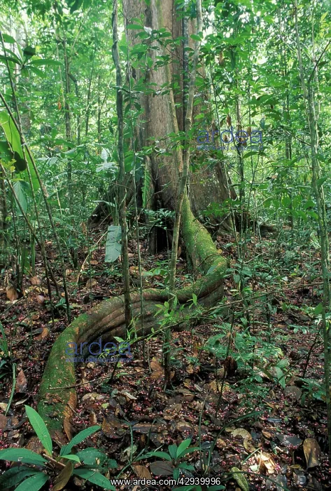 : Tree Trunk - in forest showing buttress root : Tree Trunk - in forest showing buttress root