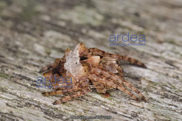 : Tree-trunk Orb Weaver : Tree-trunk Orb Weaver