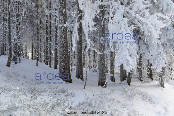 : Even the tree trunks are all decorated with hoarfrost : Even the tree trunks are all decorated with hoarfrost