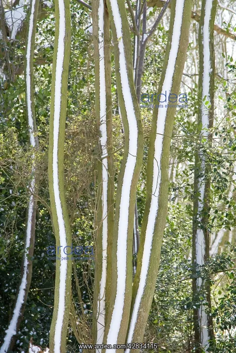 : Tree trunks - covered in snow : Tree trunks - covered in snow