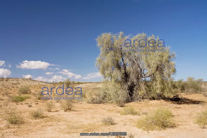 : Tree on typical Kalahari Dune : Tree on typical Kalahari Dune