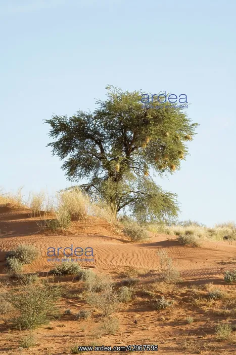 : Tree on typical Kalahari Dune : Tree on typical Kalahari Dune