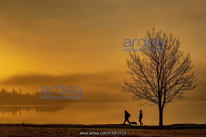 : Tree with walkers on lakeshore at sunrise, Ambleside : Tree with walkers on lakeshore at sunrise, Ambleside
