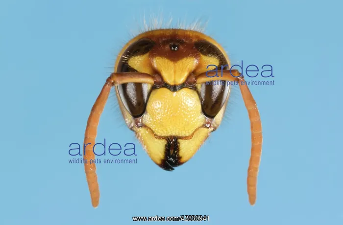 : Tree Wasp - studio shot of head on plain background : Tree Wasp - studio shot of head on plain background