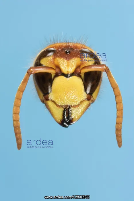 : Tree Wasp - studio shot of head on plain background : Tree Wasp - studio shot of head on plain background