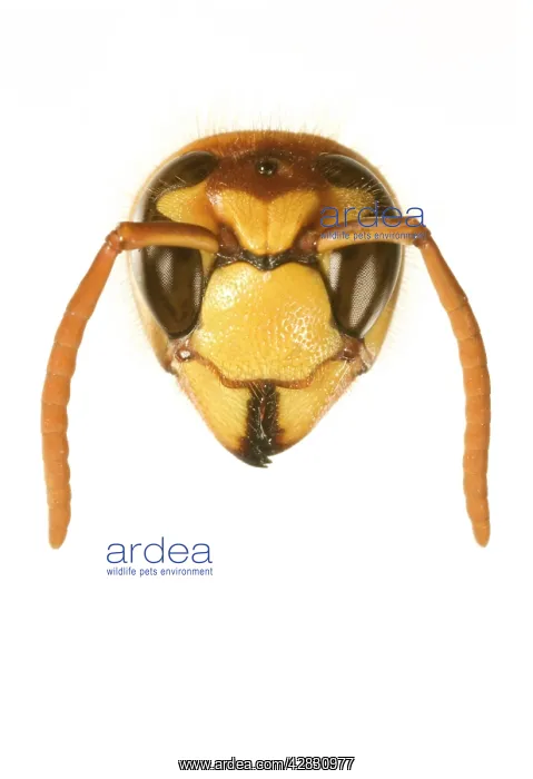  : Tree Wasp - studio shot of head on plain background