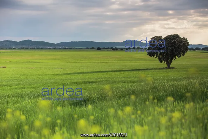  : Tree with wheat field