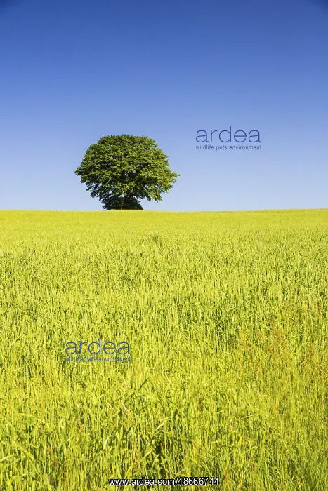 : Tree behind a wheat field : Tree behind a wheat field
