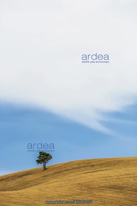  : Tree in wheat field Cuenca, Castilla La Mancha, Spain