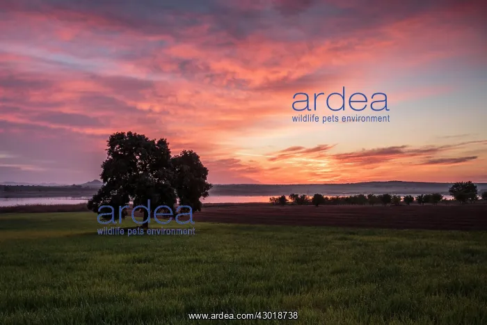  : Tree in wheat fields at sunrise