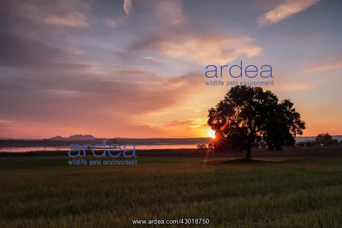 : Tree in wheat fields at sunrise