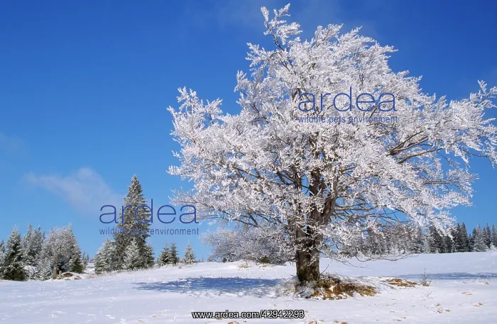  : Tree - in winter snow
