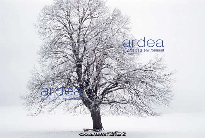 : Tree - in winter snow. Sumava region in the Czech Republic : Tree - in winter snow. Sumava region in the Czech Republic