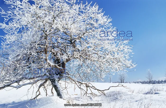 : Tree - in winter snow. Sumava region in the Czech Republic : Tree - in winter snow. Sumava region in the Czech Republic