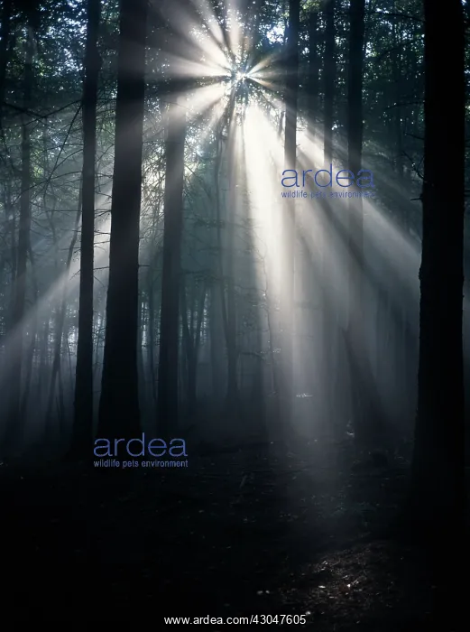 : Tree, Woodland : Tree, Woodland