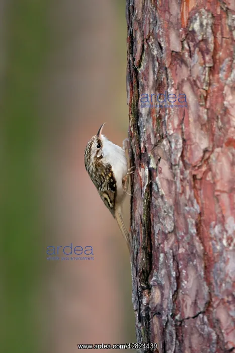 : Treecreeper : Treecreeper