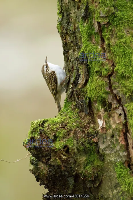 : Treecreeper adult climbing moss covered tree : Treecreeper adult climbing moss covered tree