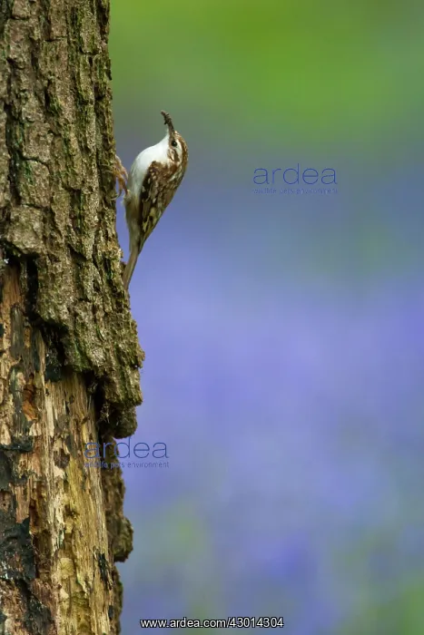 : Treecreeper adult climbing tree with Bluebells : Treecreeper adult climbing tree with Bluebells