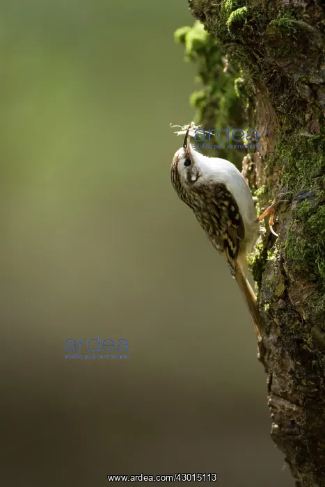 : Treecreeper adult climbing tree with nesting : Treecreeper adult climbing tree with nesting
