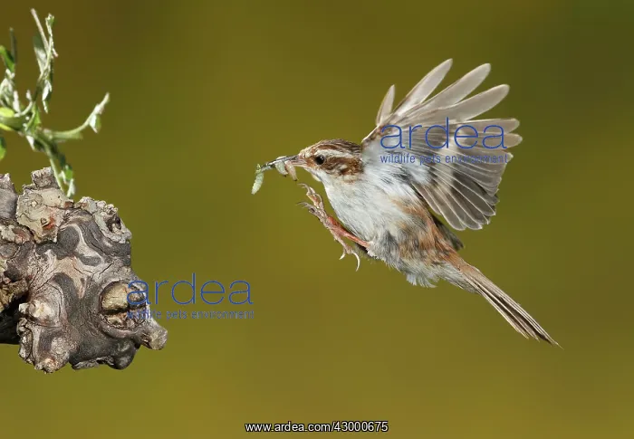 : Treecreeper - adult in flight with its prey : Treecreeper - adult in flight with its prey