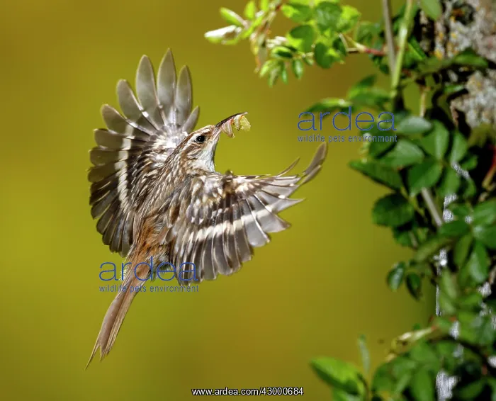 : Treecreeper - adult in flight with its prey : Treecreeper - adult in flight with its prey