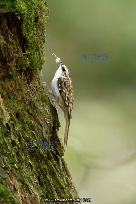 : Treecreeper adult hopping up tree with piece : Treecreeper adult hopping up tree with piece