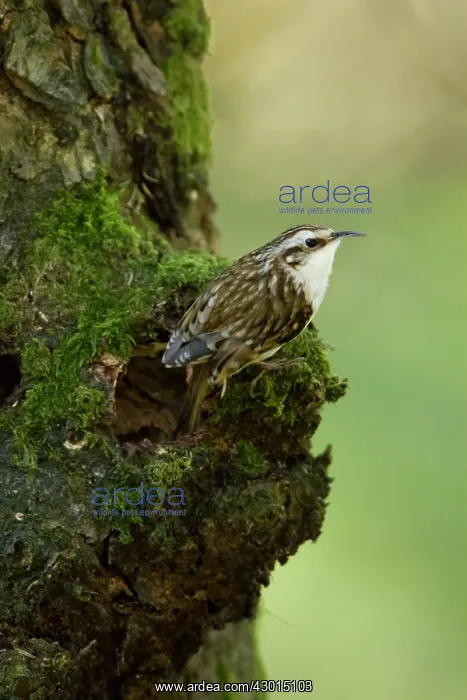 : Treecreeper adult by nest hole Spring : Treecreeper adult by nest hole Spring
