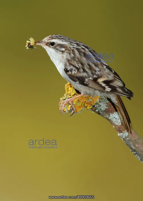 : Treecreeper - adult perched on a branch with its prey : Treecreeper - adult perched on a branch with its prey