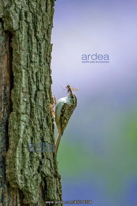 : Treecreeper adult with prey climbing tree with : Treecreeper adult with prey climbing tree with