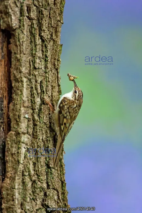 : Treecreeper adult with prey climbing tree with : Treecreeper adult with prey climbing tree with