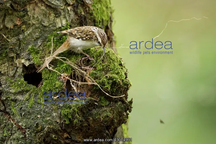 : Treecreeper adult trying to get large piece : Treecreeper adult trying to get large piece