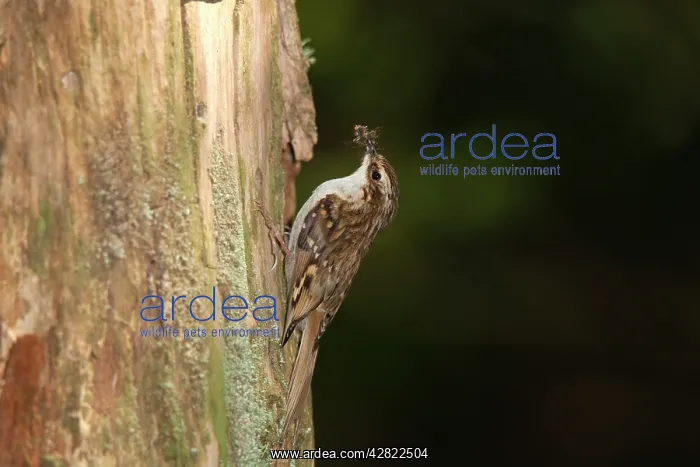  : Treecreeper - with a beak full of insects