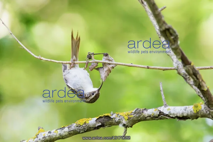 : Treecreeper (Certhia brachydactyla) digging a dead : Treecreeper (Certhia brachydactyla) digging a dead