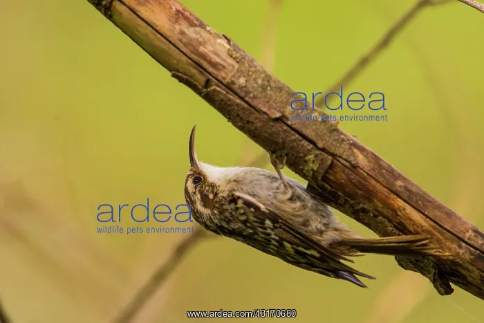 : Treecreeper (Certhia brachydactyla) ona branch : Treecreeper (Certhia brachydactyla) ona branch