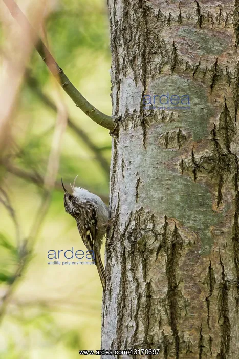 : Treecreeper (Certhia brachydactyla) singing on a : Treecreeper (Certhia brachydactyla) singing on a
