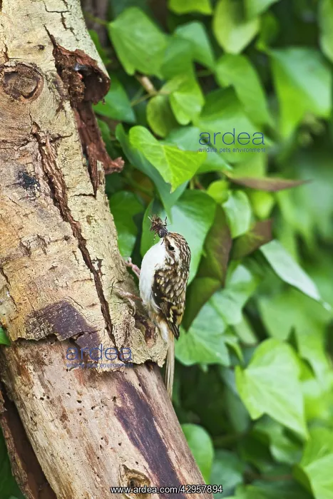 : Treecreeper - with food near nest - : Treecreeper - with food near nest -