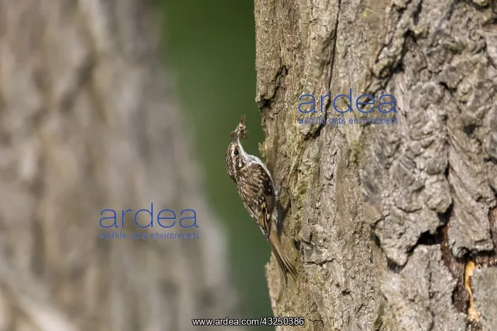 : Treecreeper - With Insects - Cambridgeshire - uK : Treecreeper - With Insects - Cambridgeshire - uK